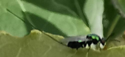Torymus affinis
